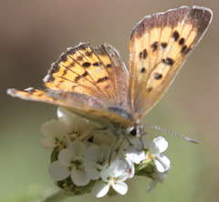 Tharsalea nivalis