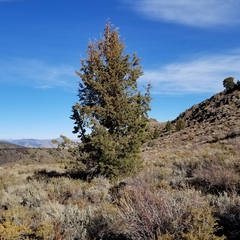 Juniperus grandis