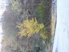 Ginkgo biloba