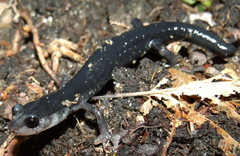 Plethodon metcalfi
