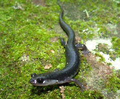 Plethodon teyahalee