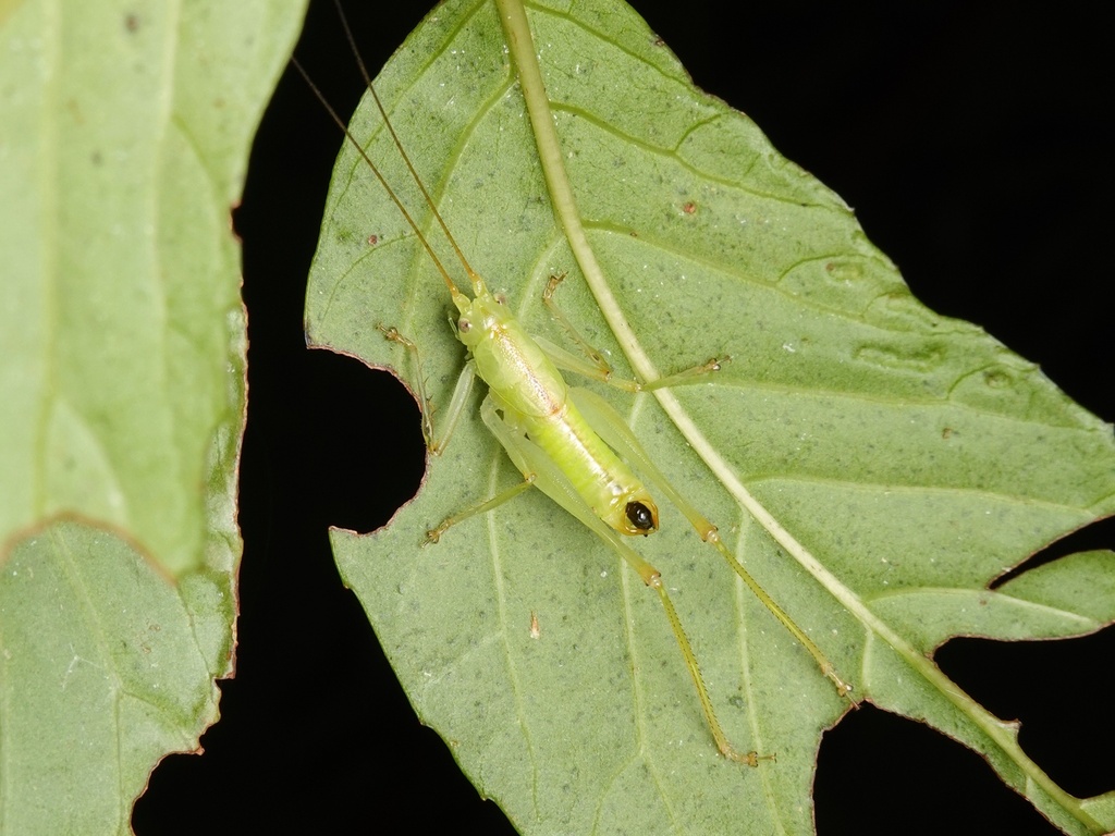 Cosmetura amamiensis