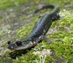 Plethodon teyahalee