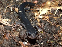 Plethodon metcalfi