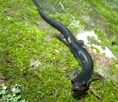 Plethodon teyahalee