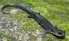 Plethodon teyahalee