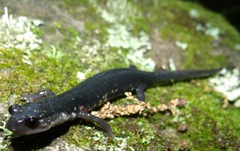 Plethodon teyahalee