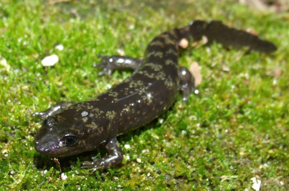 Southern Shovel-nosed Dusky Salamander in June 2013 by John G. Phillips ...