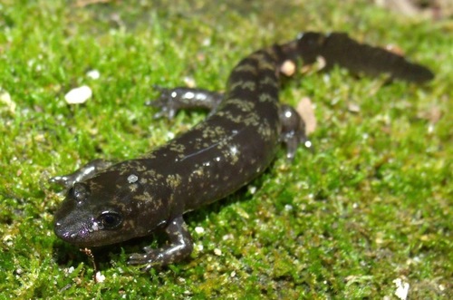 Desmognathus aureatus