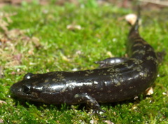 Desmognathus marmoratus