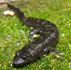 Desmognathus marmoratus