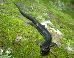 Plethodon teyahalee