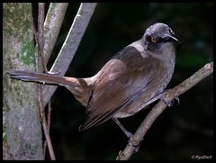 Cinclocerthia ruficauda