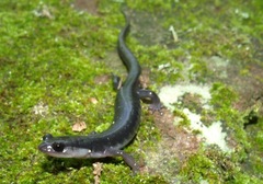 Plethodon teyahalee
