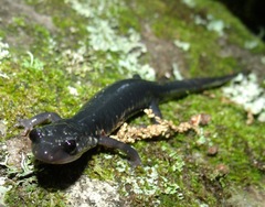Plethodon teyahalee