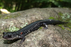 Plethodon teyahalee