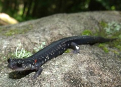 Plethodon teyahalee