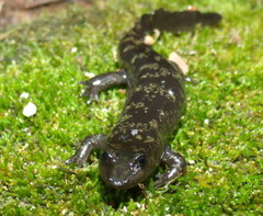 Desmognathus marmoratus
