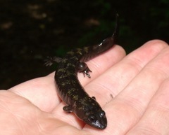 Desmognathus marmoratus