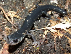 Plethodon metcalfi