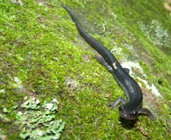 Plethodon teyahalee