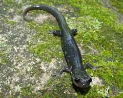 Plethodon teyahalee