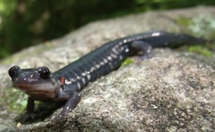Plethodon teyahalee