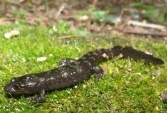 Desmognathus marmoratus