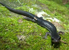 Plethodon teyahalee