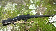 Plethodon teyahalee