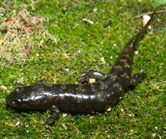 Desmognathus marmoratus
