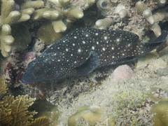 Epinephelus coeruleopunctatus