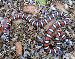 Lampropeltis multifasciata