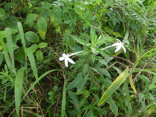 Hippobroma longiflora image