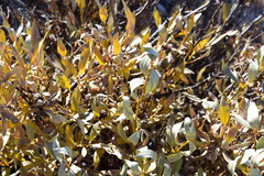 Salix orestera