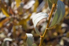 Salix orestera