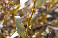 Salix orestera