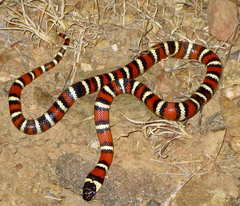 Lampropeltis multifasciata