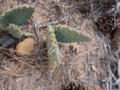 Opuntia aurea