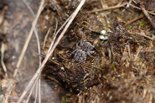 V-Signed Jumping Spider, 6731 Otterlo, Nederland, photo 7 of 10