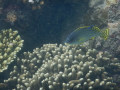 Plectorhinchus gaterinus