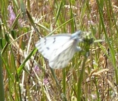 Pontia sisymbrii