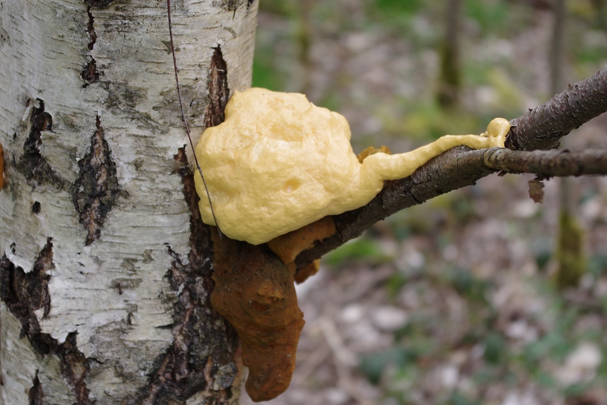 An unidentified blob sits at the point where a branch connects to the tree trunk.