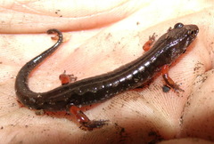 Desmognathus ocoee