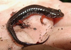 Desmognathus ocoee