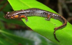 Desmognathus ocoee