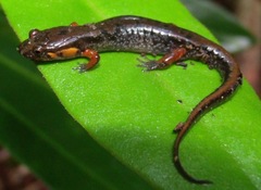 Desmognathus ocoee
