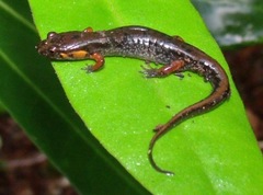 Desmognathus ocoee