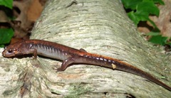 Desmognathus ocoee