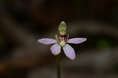 Caladenia variegata